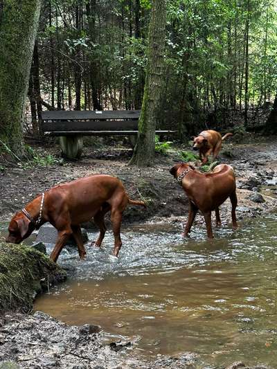 Rhodesian Ridgeback-Beitrag-Bild