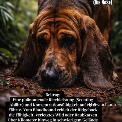 Rhodesian Ridgeback-Beitrag-Bild