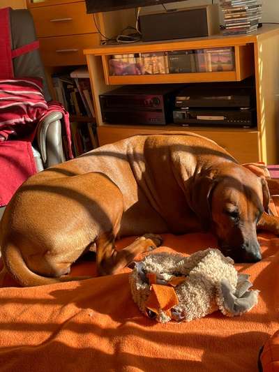 Rhodesian Ridgeback-Beitrag-Bild