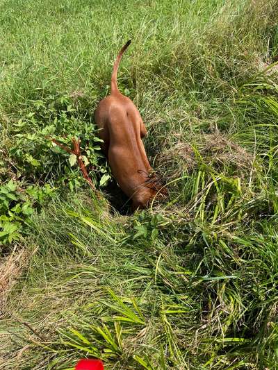 Rhodesian Ridgeback-Beitrag-Bild