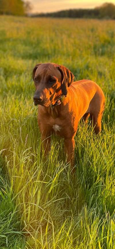 Rhodesian Ridgeback-Beitrag-Bild