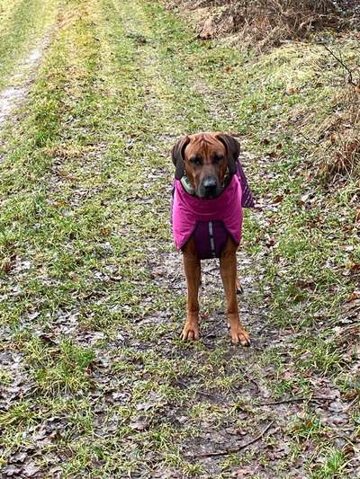 Rhodesian Ridgeback-Beitrag-Bild