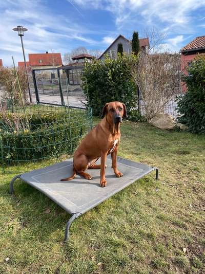 Rhodesian Ridgeback-Beitrag-Bild