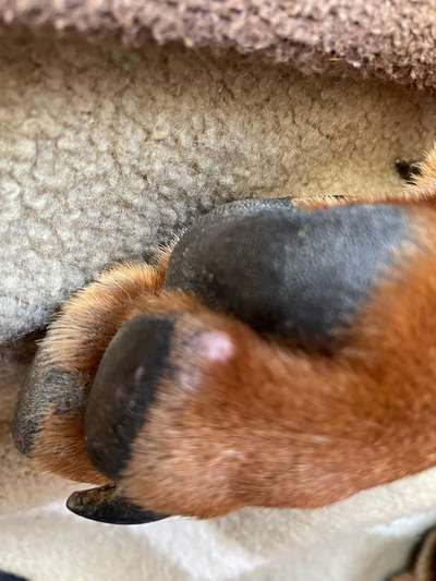 Rhodesian Ridgeback-Beitrag-Bild