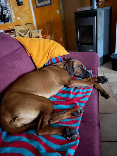 Rhodesian Ridgeback-Beitrag-Bild