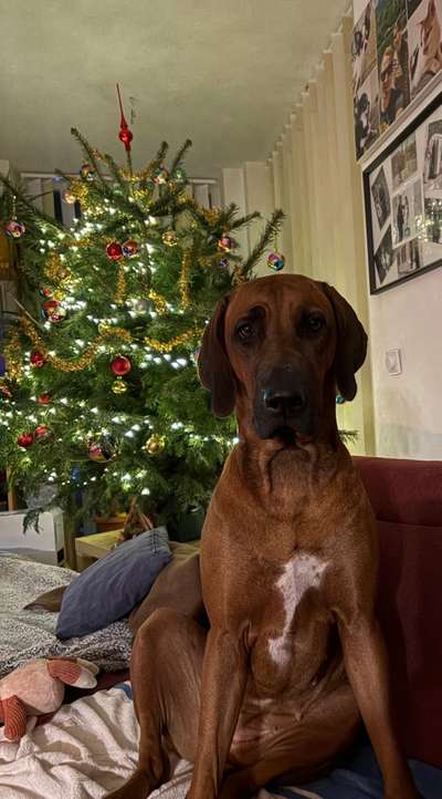 Rhodesian Ridgeback-Beitrag-Bild