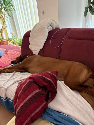 Rhodesian Ridgeback-Beitrag-Bild