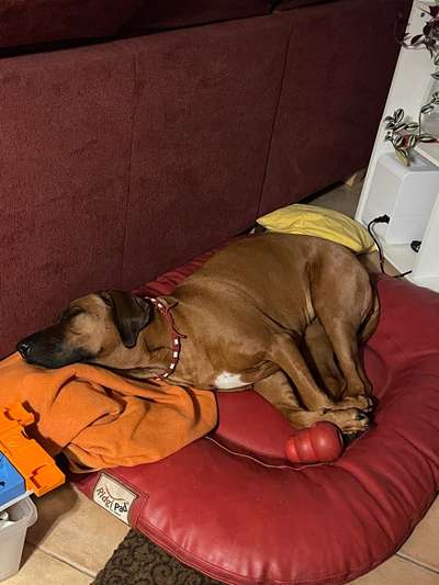 Rhodesian Ridgeback-Beitrag-Bild