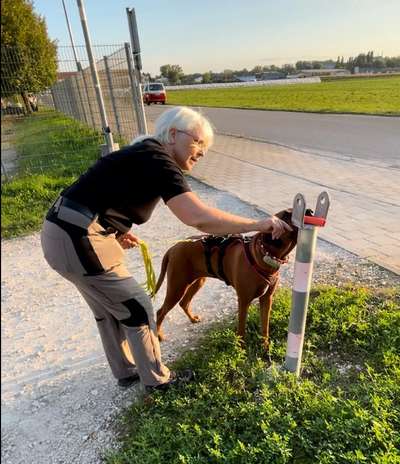 Rhodesian Ridgeback-Beitrag-Bild