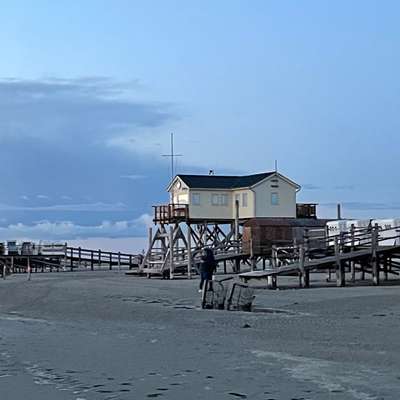 Der allerbeste Urlaub für Hund und Mensch-Beitrag-Bild