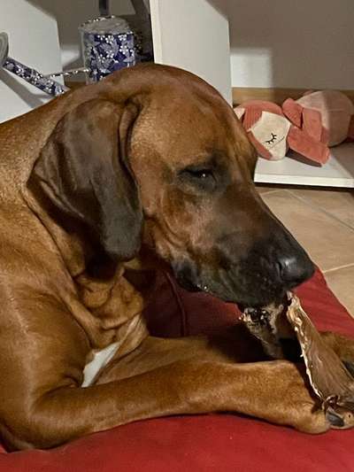 Rhodesian Ridgeback-Beitrag-Bild