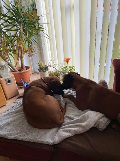 Rhodesian Ridgeback-Beitrag-Bild