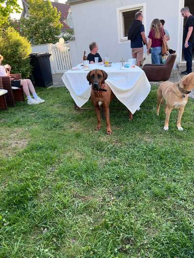 Rhodesian Ridgeback-Beitrag-Bild
