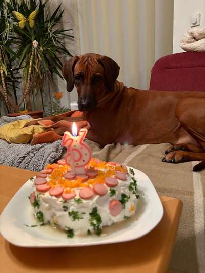 Rhodesian Ridgeback-Beitrag-Bild