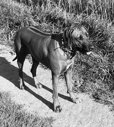 Rhodesian Ridgeback-Beitrag-Bild