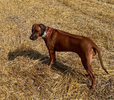 Rhodesian Ridgeback-Beitrag-Bild