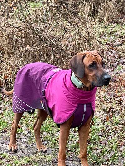 Rhodesian Ridgeback-Beitrag-Bild