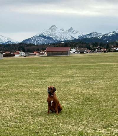Rhodesian Ridgeback-Beitrag-Bild