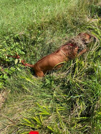 Rhodesian Ridgeback-Beitrag-Bild