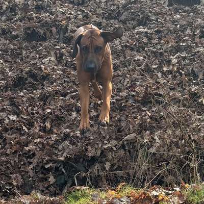 Welche Spiele macht Ihr beim Gassi mit den Hunden? Kein Training.-Beitrag-Bild