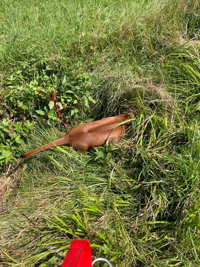 Rhodesian Ridgeback-Beitrag-Bild