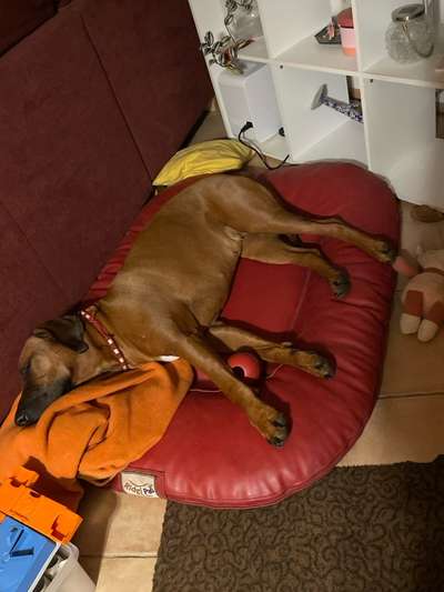 Rhodesian Ridgeback-Beitrag-Bild