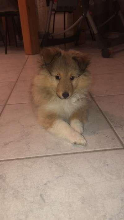 Collies gesucht-Beitrag-Bild