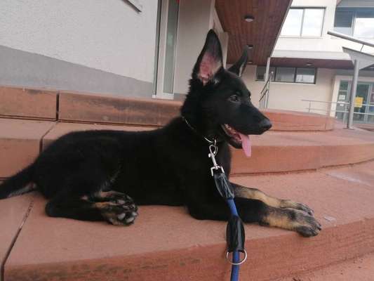 Die Dogorama Kalender Challenge 4/4-Beitrag-Bild