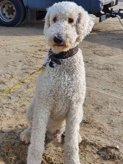 Alles rund um den Pudel-Beitrag-Bild