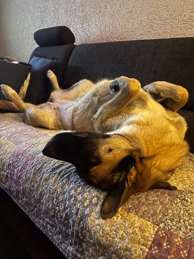 Dogorama Photo Challenge - Wälzen-Beitrag-Bild