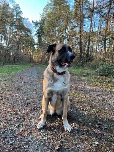 Kangal Fans ! ! ! !-Beitrag-Bild