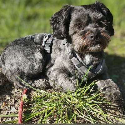 Hundetreffen-Das Julchen sucht Geleichgesinnte-Bild