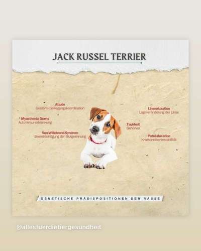 Welche Rasse kann man noch mit guten Gewissen kaufen?-Beitrag-Bild