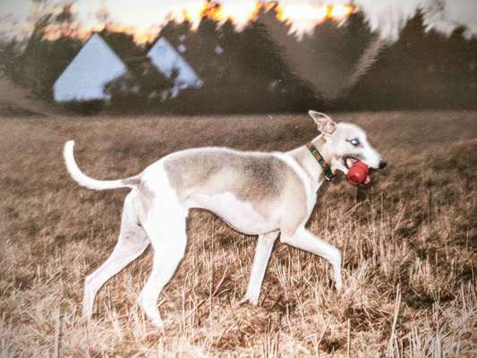 FarbenFoto - Challenge: Sepia-Beitrag-Bild