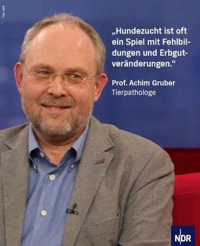 Welche Rasse kann man noch mit guten Gewissen kaufen?-Beitrag-Bild