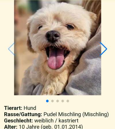 Tierschutzhunde suchen ein Zuhause-Beitrag-Bild