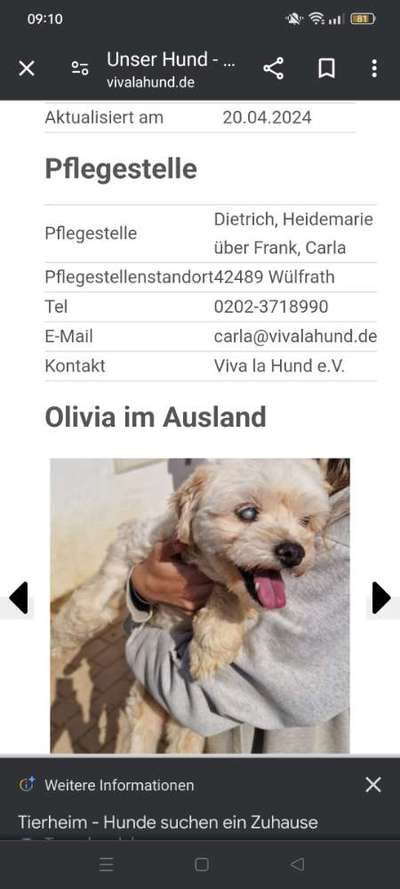 Tierschutzhunde suchen ein Zuhause-Beitrag-Bild