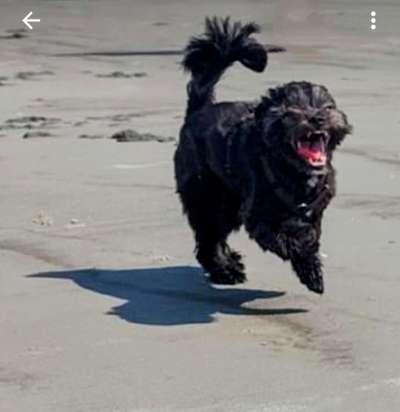 Dogorama Photo Challenge - Hunde in Action-Beitrag-Bild