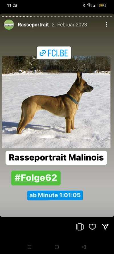 Welche Rasse kann man noch mit guten Gewissen kaufen?-Beitrag-Bild