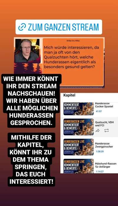 Welche Rasse kann man noch mit guten Gewissen kaufen?-Beitrag-Bild