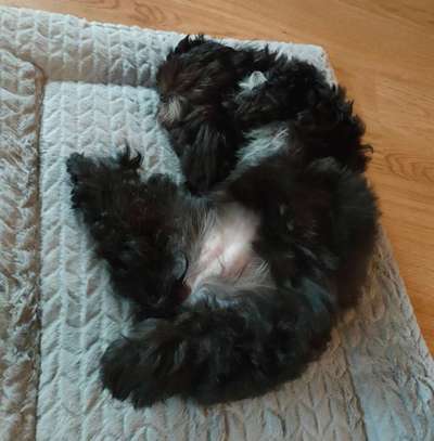 Dogorama Photo Challenge - Zeigt her eure Bäuche-Beitrag-Bild