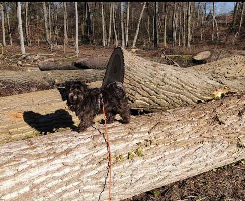 Handy Foto Challenge Nr. 49: Mein Freund der Baum-Beitrag-Bild