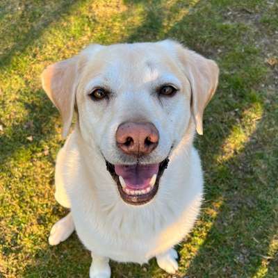 Hundetreffen-Hundekumpel gesucht