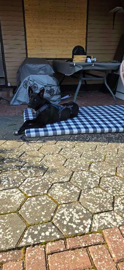 Hundetreffen-Spielfreunde-Bild