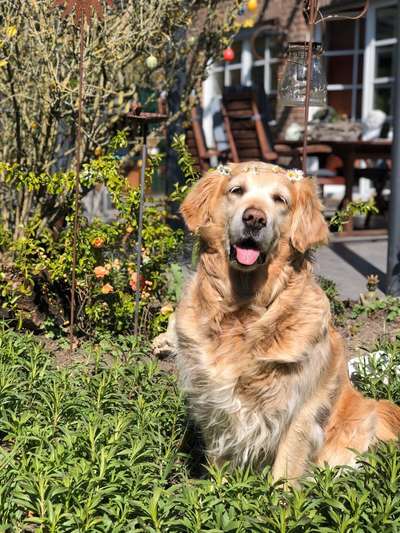Golden Retriever-Beitrag-Bild