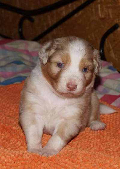 Gebissfehler-Beitrag-Bild