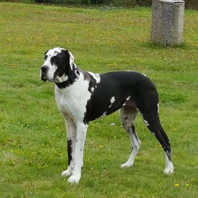 Deutsche Doggen Besitzer zeigt euch-Beitrag-Bild