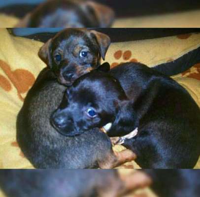 Als Welpen sind sie alle noch süßer-Beitrag-Bild