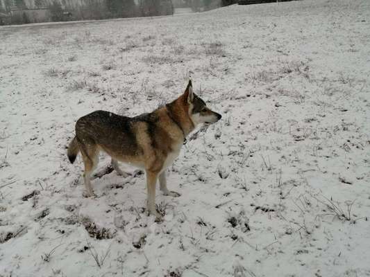 Seltene Rassen!-Beitrag-Bild