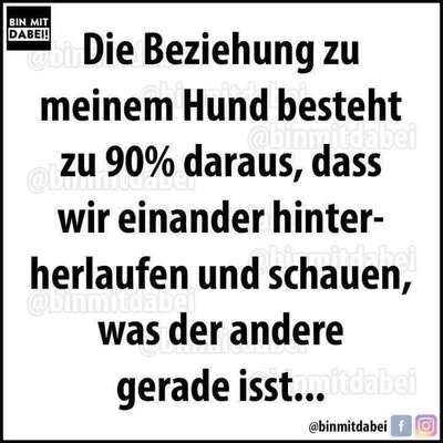 Hunde Memes-Beitrag-Bild